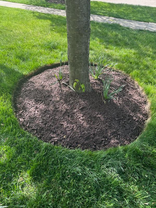 Stump Removal Service in Oswego