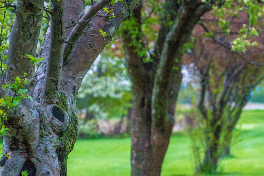 Landscape Maintenance in Oswego